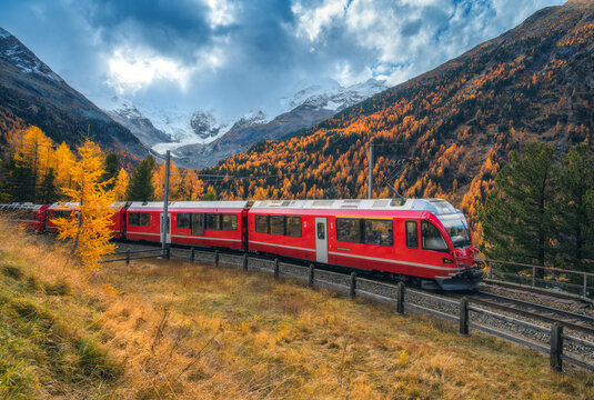 Red Bernina Express train passing through colorful autumn forest near Morteratsch glacier in the Swiss Alps, with dramatic clouds, golden trees and snowy mountain peaks in the background. Switzerland
