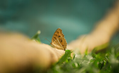 Close-up of a butterfly with a soft blurred background.