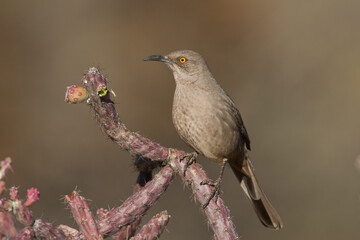 Curved-billed Thrasher taken in SE Arizona