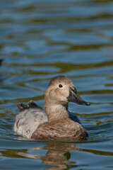 Canvasback duck female taken in SE Arizona