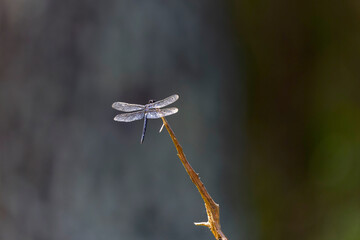 Serial. Slaty Skimmer (Libellula incesta), a common species of dragonfly, particularly the mature male, identifiable by its greyish-blue body and dark eyes