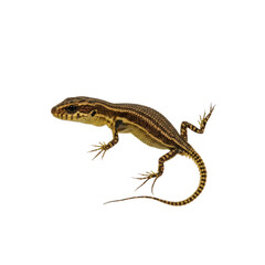 Fototapeta premium A small lizard, exhibiting a light brownish-gold color with dark brown stripes, is depicted against a plain black backdrop.