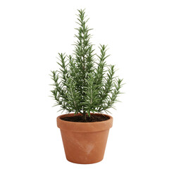 Obraz premium A vibrant rosemary plant sits attractively in a terracotta pot, showcasing its lush green foliage.