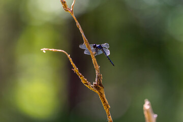 Serial. Slaty Skimmer (Libellula incesta), a common species of dragonfly, particularly the mature male, identifiable by its greyish-blue body and dark eyes