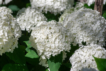 Hydrangea arborescens smooth white flowering plant, group of small flowers on one stem in bloom