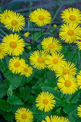 Doronicum orientale leopards bane bright yellow spring flowers in bloom, ornamental garden flowering plant