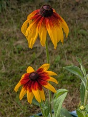Bright yellow and red rudbeckia flowers in the garden.