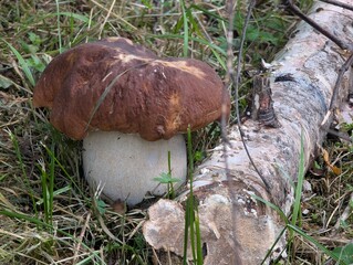 White mushroom in a forest clearing.