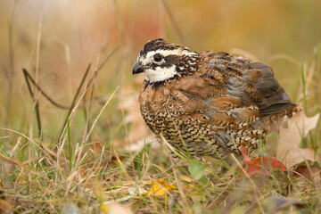 Northern Bobwhite male taken in central MN
