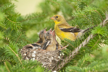 American Goldfinch female at nest taken in southern MN in teh wild
