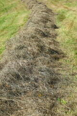Dry hay rows on a green meadow during sunny summer harvest