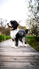 Fototapeta premium Cute dog on a wooden dock
