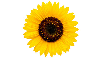 Fototapeta premium Sunflower PNG, Bright Yellow Bloom, Transparent Background, Floral Decoration and Natural Plant Design