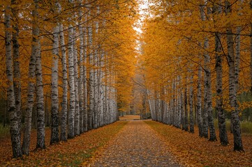 Fototapeta premium An avenue of birch trees with vibrant yellow and orange leaves in autumn.