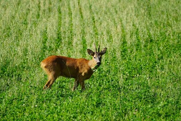 Roe deer buck standing in a green summer field, Sweden