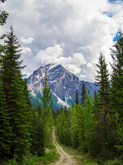 Dirt road between the pine trees below Geraldine Peak, Jasper NP, Canada