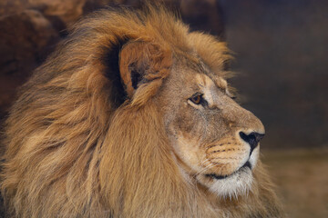 Portrait of a lion's head in profile, close-up.