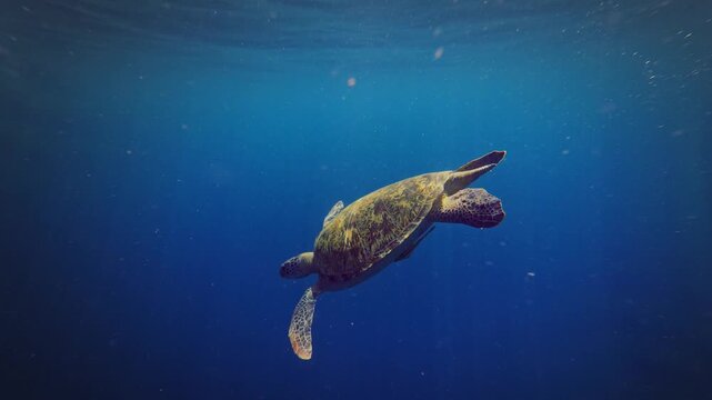 Green sea turtle Chelonia mydas also black (sea) turtle or Pacific green turtle, sea turtle in Cheloniidae. Adult huge turtles swimming under the water and feed on the coral reef in Indonesia.