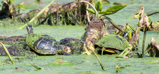 Turtle sitting in a murky pond