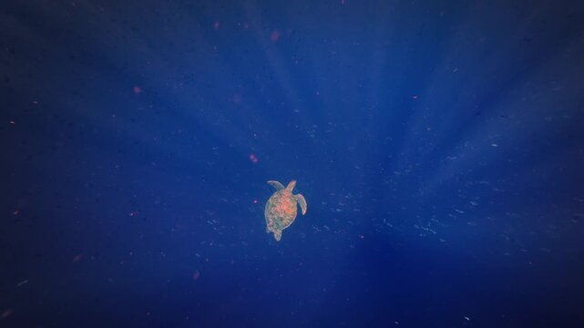 Green sea turtle Chelonia mydas also black (sea) turtle or Pacific green turtle, sea turtle in Cheloniidae. Adult huge turtles swimming under the water and feed on the coral reef in Indonesia.