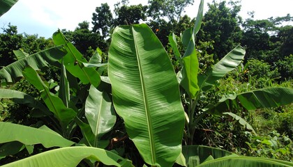 Lush banana leaves in a tropical garden