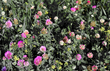 Clover flowers bloom in meadow. Pattern of floral sunlight across pastoral seasonal field, natural