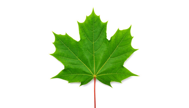 Vibrant Green Maple Leaf Isolated on White Background:  Nature, Spring, Freshness, Ecology, Botanical, Clean Design, Studio Shot, High Resolution Image.