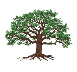 Majestic Oak Tree Vector Illustration – Green Leaves & Brown Trunk Design