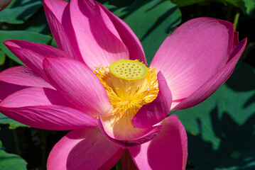 Lotus, Nelumbo nucifera Gaertn