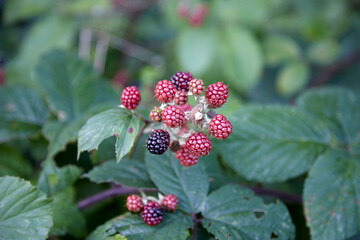 blackberries, blackberry fruits, ripe and unripe on a bush