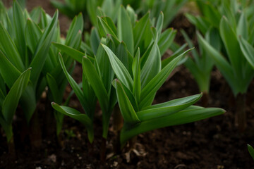 Allium ornamental onion. Broadleaf garlic. Perennial herb against the background of garden beds. Bulbous plants in the vegetable garden. Gardening and agriculture