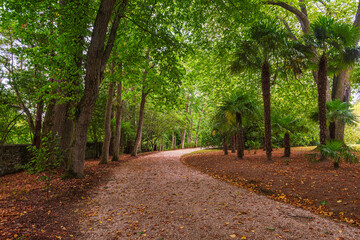 Path Lined with Trees and Fallen Leaves in a Park