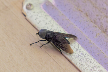  Black Horse fly (Tabanus atratus) 