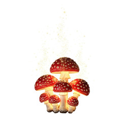 fly agaric mushrooms
