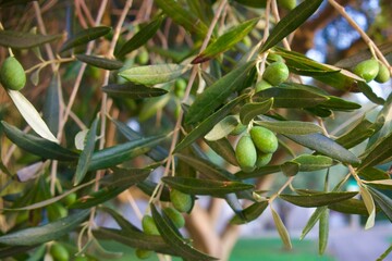  Close-up of green olives growing on a tree branch with elongated dark green leaves. The image captures the freshness and natural beauty of the Mediterranean plant.