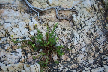  A green plant with yellow flowers breaks through the cracks of a rocky surface. Dry roots and the texture of the stones emphasize the strength and resilience of nature.