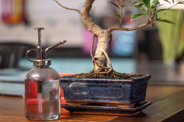 Bonsai, troncos y utensilios