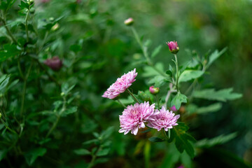 Fototapeta premium A pink chrysanthemum bush in the garden