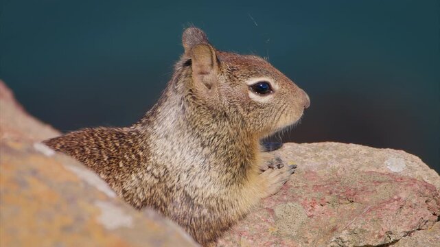 This image features a detailed closeup shot of a ground squirrel comfortably resting on a rock, highlighting its unique and distinct fur texture as well as its attentive and alert posture