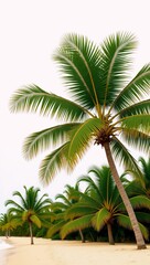 Fototapeta premium Ok lush tropical coconut palm grove island paradise in isolated white setting