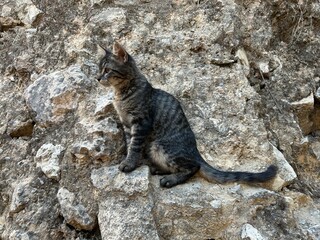Obraz premium A cat on rocks outside in nature