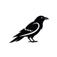 Black bird silhouette standing on ground with white accents on body