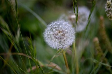 dandelion in the grass