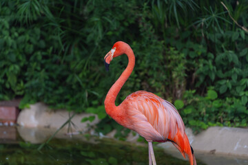 水辺に佇むフラミンゴとコピースペース
