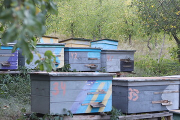 Naklejka premium bees in hives produce honey. hives and bees