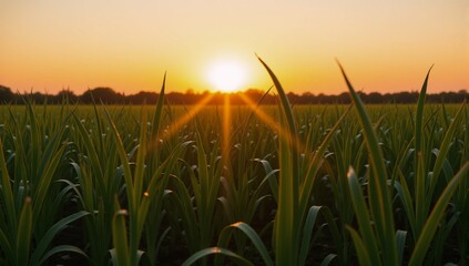 Fototapeta premium Sunrise over a fresh vegetable-filled onion field