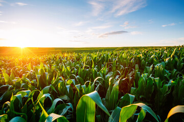 Golden sunlight illuminates lush cornfields at dusk in an expansive countryside landscape.