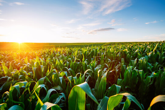 Golden sunlight illuminates lush cornfields at dusk in an expansive countryside landscape.