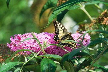 Schmetterling Schwalbenschwanz - Tagfalter