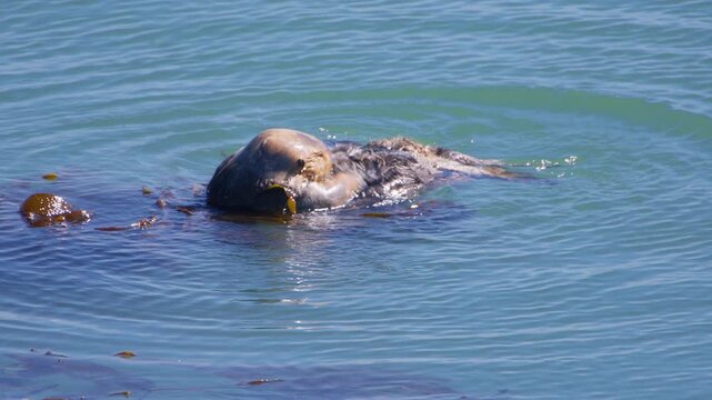 Watch adorable sea otters joyfully eat, groom their fur, and care for their playful pups while swimming in a serene ocean, showcasing the incredible biodiversity and beauty of nature